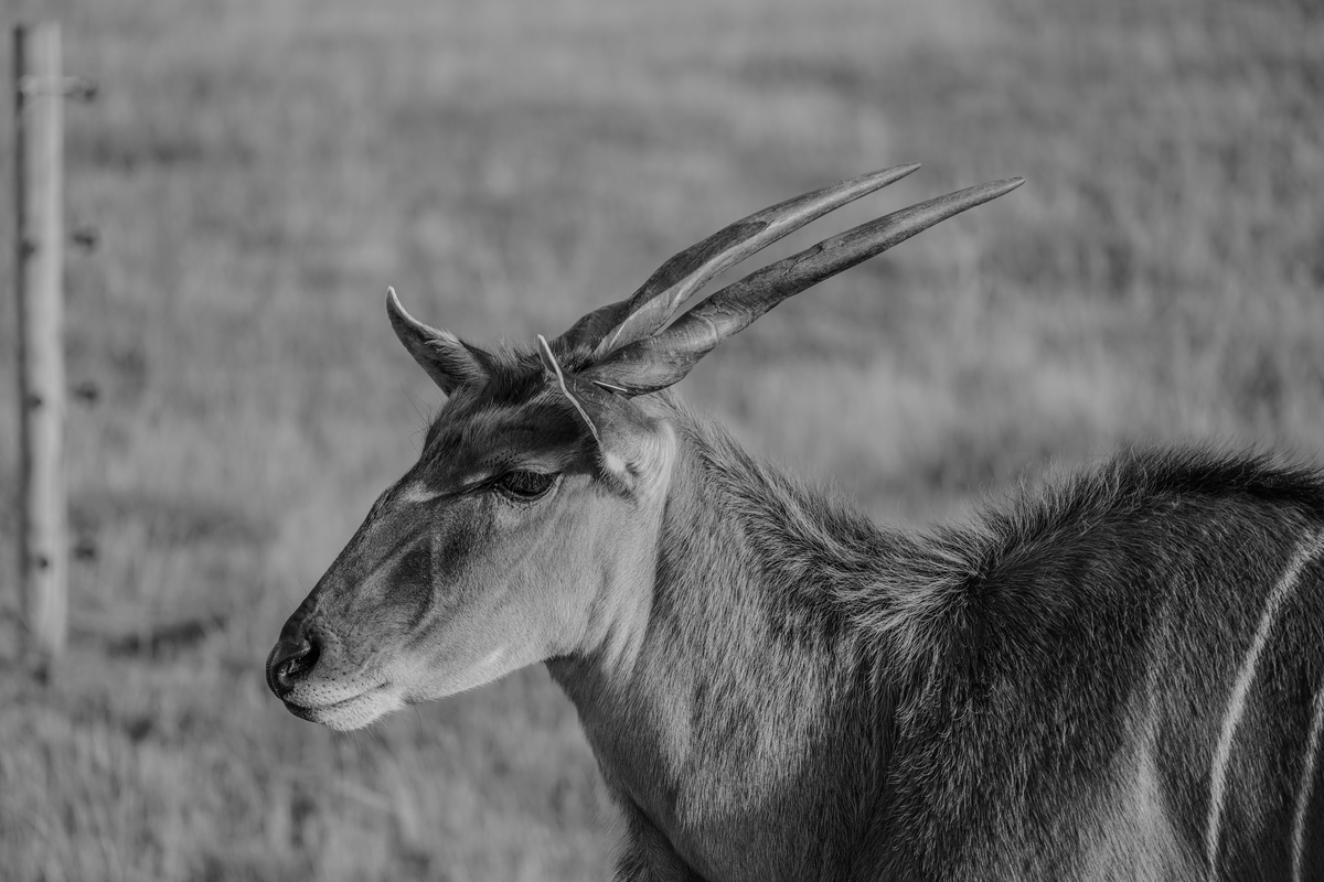 Eland Antelope - Samantha Innard